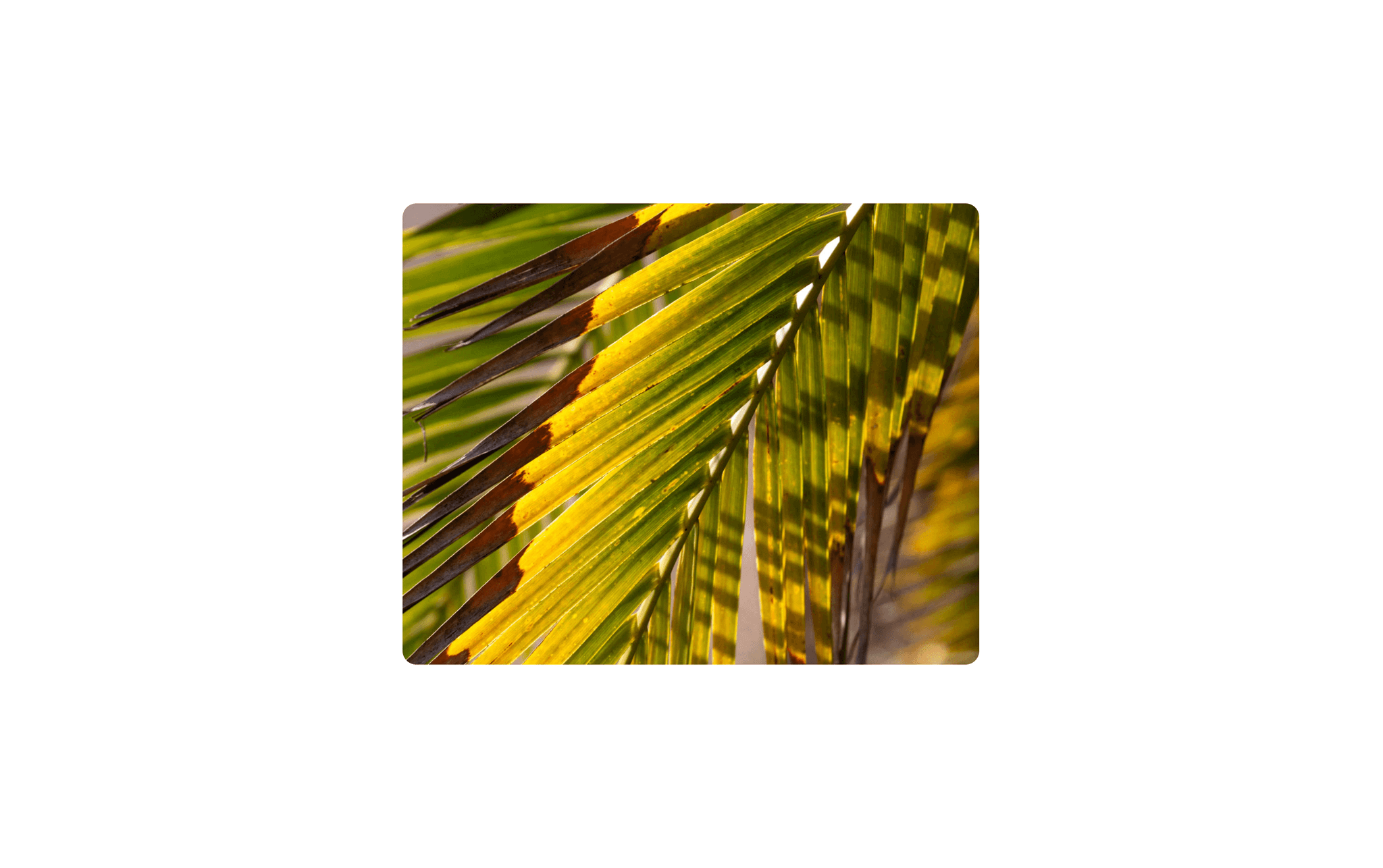 Image Hover Zoom